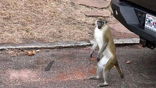 St. Louis Police Push Back on Monkey Sighting Claims as Search Ends. Photo by Rashana Buchannon
