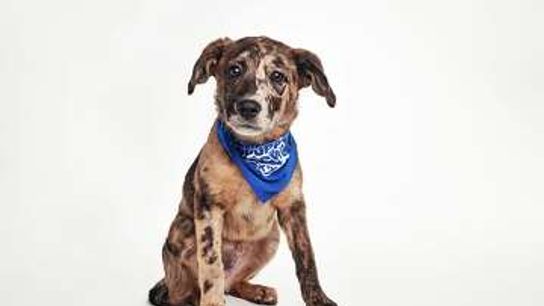 St. Louis Rescue Pup Boba Wins Puppy Bowl XXII MVP. Photo by John Nowak/Warner Bros. Discovery